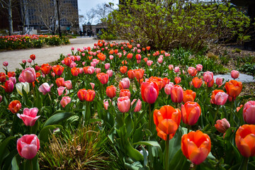 tulip field in spring