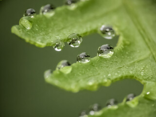 dew on leaf