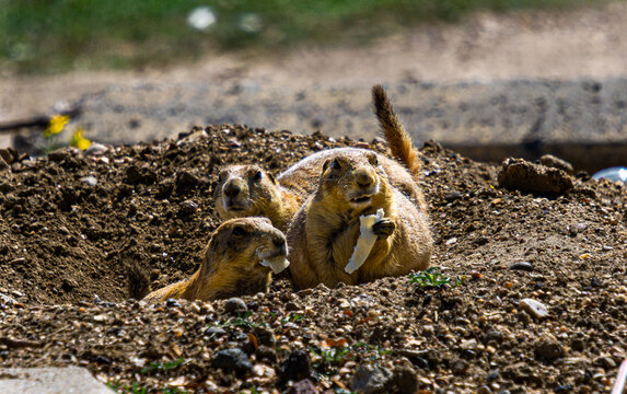 Brown Prairie dogs grawing food and enjoying the sun in their natural habitat