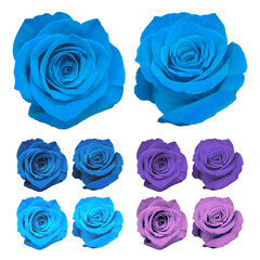 花_薔薇_寒色_白背景