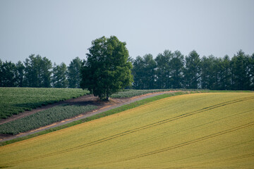 Fototapeta na wymiar 夏の丘の畑に立つシラカバの木 