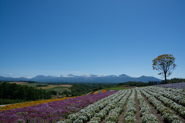 夏の花畑と十勝岳連峰
