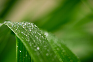 A closeup of water drops on green leaf after raindrops