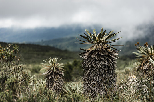 Terrain with frailejon plants in the cloudy sky background