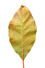 close up behind of leaf texture on white background