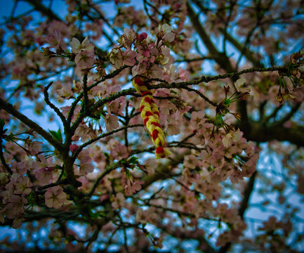 Closeup Of A Colorful Braided Rope On A Cherry Blossom Tree