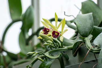 Closeup of yellow Cattleya orchids blooming in the sunlight