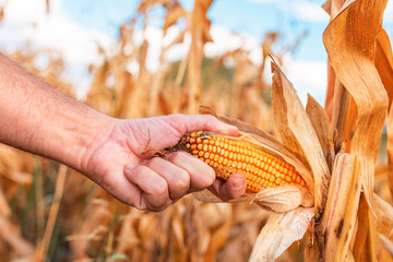Farmer handpicking ripe dent corn in field
