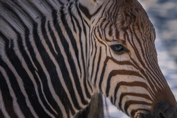 Close-up shot of a brown and white zebra on a blurred background