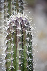 Prickly Cactus with Thorns Along It in the Desert