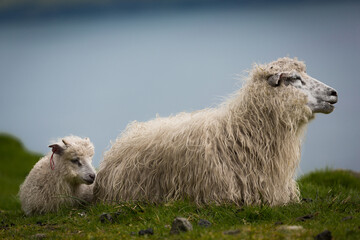 Wooly sheep with her baby beside her on a green field in the countryside with a blurred background