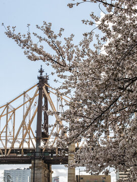 Cherry Blossoms On Roosevelt Island, New York City.