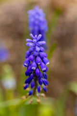 Muscari latifolium flower grown in a garden in Madrid