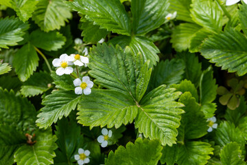 strawberry flower grown in a garden in Madrid