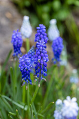 Muscari latifolium flower grown in a garden in Madrid