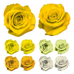 花_薔薇_黄色_白背景