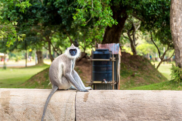 Monkey in Anuradhapura