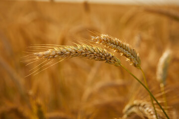 Gold wheat field, organic farm