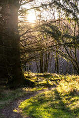 Lumière du soleil qui traverse une forêt