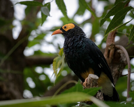 Yellow-faced Myna bird, Mino dumonti, perched on branch
