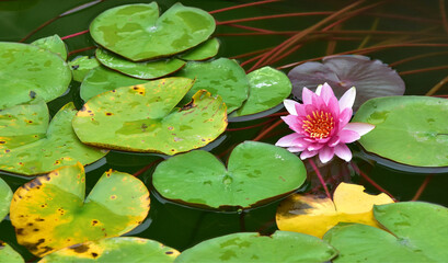 Closeup shot of a blooming pink water lily and lotus leaves on a pond