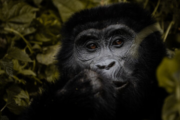 Gorilla spotted during gorilla trekking in Uganda