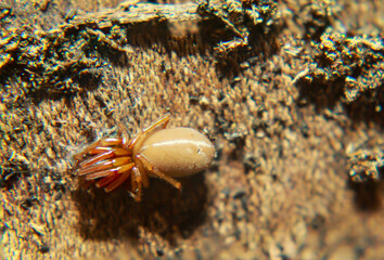 Nahaufnahme einer Sechsaugenspinne. Sie ist eine Familie der Echten Webspinnen.