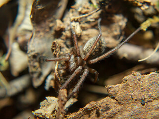 Eine Nahaufnahme einer großen Winkelspinne. Sie gehört zu den Trichterspinnen (Agelenidae).