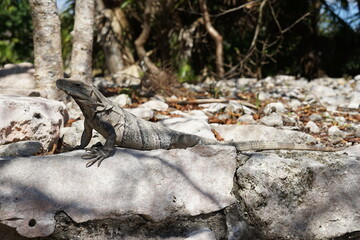 メキシコの世界遺産のツゥルム遺跡を巡る。