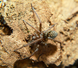 Eine Nahaufnahme einer großen Winkelspinne. Sie gehört zu den Trichterspinnen (Agelenidae).