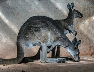 Eastern grey kangaroo or giant kangaroos. Latin name - Macropus giganteus	 - obrazy, fototapety, plakaty