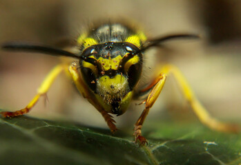 Eine extreme Nahaufnahme einer Wespe. Eine Wespe, Hautflügler (Hymenoptera). - obrazy, fototapety, plakaty