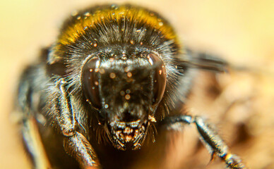 Extreme Nahaufnahme des Kopfes einer Hummel. Portrait einer Hummel.