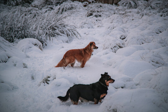 Beautiful shot of a German Shepherd and a Harzer Fuchs
dogs walking on white snow ground