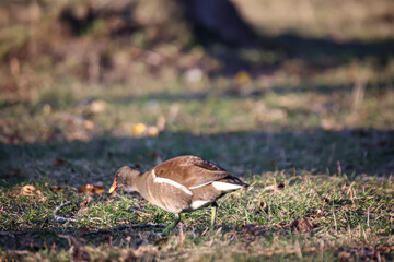 Eine Teichralle, Teichhuhn am Rand eines Teiches.