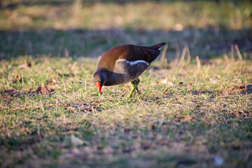 Eine Teichralle, Teichhuhn am Rand eines Teiches.