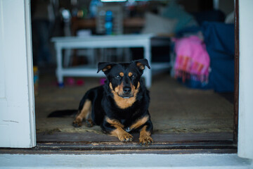 Lancashire Heeler dog sitting on the basement