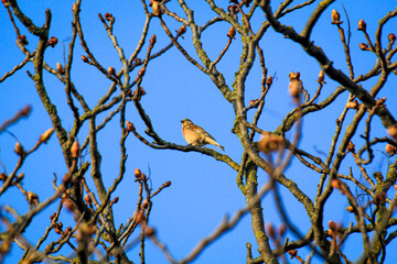 Portrait eines Bluthänfling, eines Hänflings auf einem Baum.
