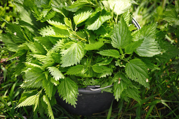 Closeup of a black bucket full of stinging nettle outdoors