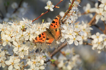 Der kleine Fuchs Schmetterling auf den Blüten eines Obstbaumes.
