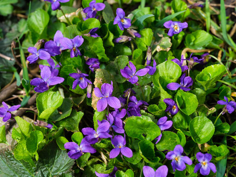 Viola odorata flowering in meadow.