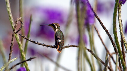 Female white-bellied woodstar (Chaetocercus mulsant) perched in the porterweed bush in a garden in Cotacachi, Ecuador