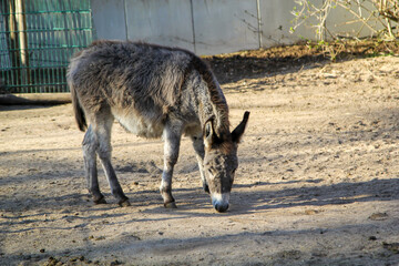 Nahaufnahme eines Maultiers, eines Esels. 