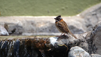 Rufous-collared sparrow (Zonotrichia capensis) on the edge of a fountain in a garden in Cotacachi, Ecuador