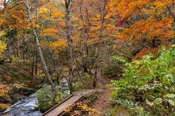 宇津江四十八滝　紅葉