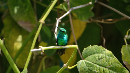Western emerald (Chlorostilbon melanorhynchus) hummingbird perched on a vine in Cotacachi, Ecuador