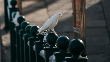 White pigeon perched on railings on a street
