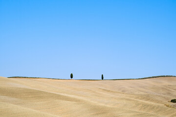 Obraz premium Summer field landscape in Tuscany with wheat fields and trees in a sunny day