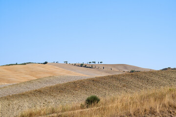 Obraz premium Summer field landscape in Tuscany with wheat fields and trees in a sunny day