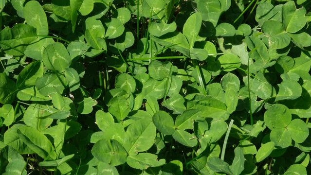 Top view grass clover. Green leaves pattern, leaf Shamrock or water clover background. Green clover patch. 